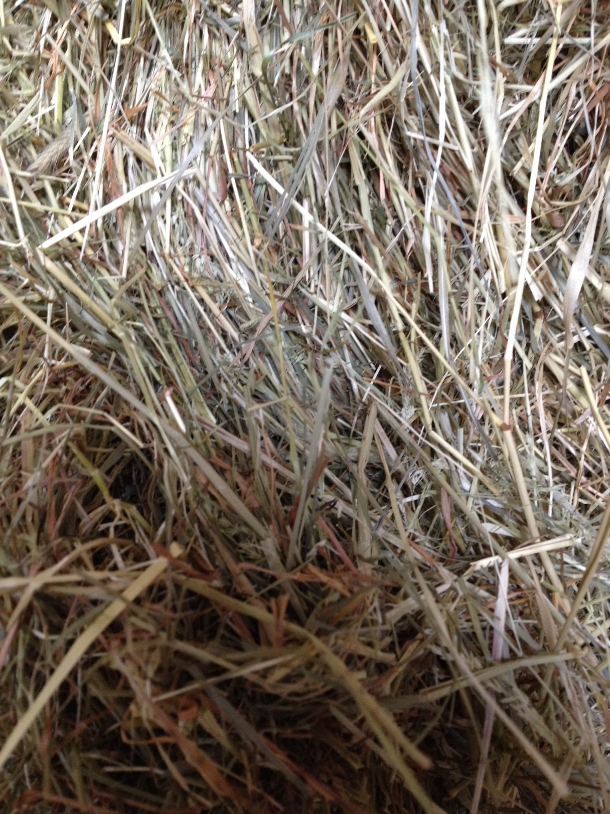 2018 small bale meadow hay 